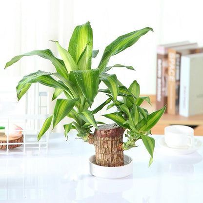 Brazilian Lucky Wood Mini Home Plant 2025