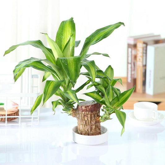 Brazilian Lucky Wood Mini Home Plant 2025