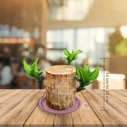 Brazilian Lucky Wood Mini Home Plant 2025