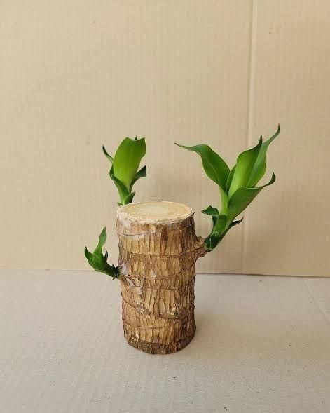 Brazilian Lucky Wood Mini Home Plant 2025